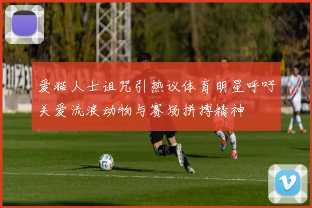 爱猫人士诅咒引热议体育明星呼吁关爱流浪动物与赛场拼搏精神